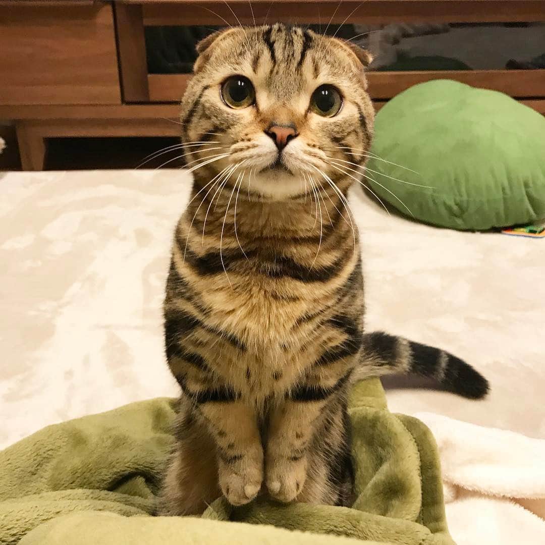 rina.のインスタグラム：「* * かな〜り、、 お久しぶりぶりです！(৹ᵒ̴̶̷᷄﹏ᵒ̴̶̷᷅৹) 前picお返事返せておらず… すみません🙏💦 * テトは4月6日に無事１歳を迎えました〜‼︎🎂🎉💖 * ララ、銀次、ピノも相変わらず 元気にしています✨ * 新しい生活にまだバタバタの日々 ですが、たまにニャンズ達を更新していきたいです〜(ㅅ˘˘)♡ * * #cat #cats #catlover #catstagram #catsofinstagram #munchkin #family #adorable #cutecat #ねこ #ぬこ #ペコねこ部 #まん丸ねこ部 #picneko #みんねこ #マンチカン #マンチカン部 #短足マンチカン #マンチ立ち #teto #テト #お得意のキョトン顔」
