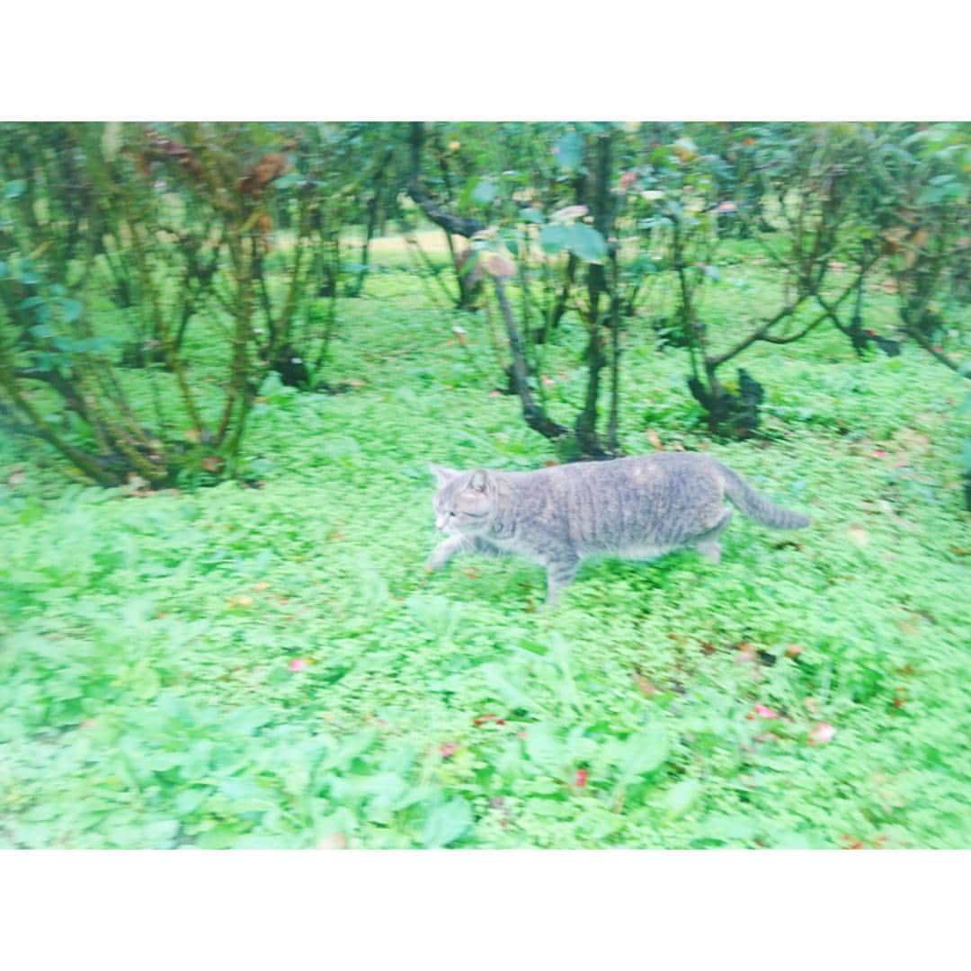 水木彩也子のインスタグラム：「😺🍃 . 天気がいいから散歩に行きたい ぶんちゃっちゃー ぶんちゃっちゃー . . . . . #猫 #cat #公園 #散歩 #晴れ #sunnyday」