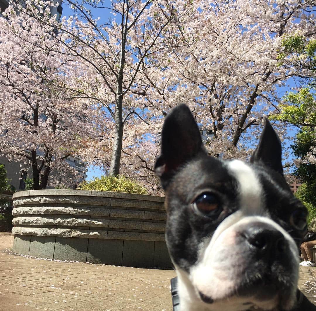 川島明のインスタグラム：「花より散歩。」
