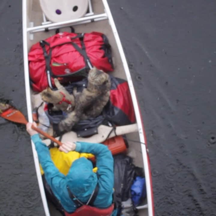 Bolt and Keelのインスタグラム：「New on YouTube! Watch Bolt and Keel exploring Vancouver Island by canoe (link for full video in our profile) where they brace the rain and soak up the sun.  This video is a little different than our usual, let us know if you would like to see more of these!😽😽 #boltandkeel」