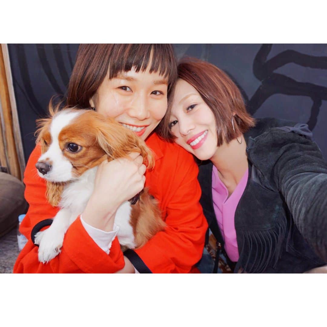 のインスタグラム：「ピンク×赤×ぶち #snow #cavalierkingcharlesspaniel #cavalier #cavlife #kingcharles #kingcharlescavalier #dogstagram #dogs #犬 #愛犬」