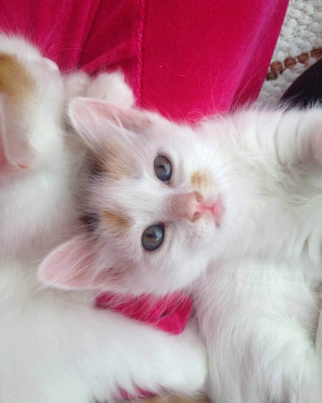 Swedish Cat Mafiaのインスタグラム：「You're the straw to my berry🍓 #ThrowbackThursday #iphone3 #SussiStrawberryShortcake #SwedishCatMafia . Thank U @catsofinstagram, @excellent_cats (@fifemi.nuri) and @salty_sea_cat for the recent features❤ .」