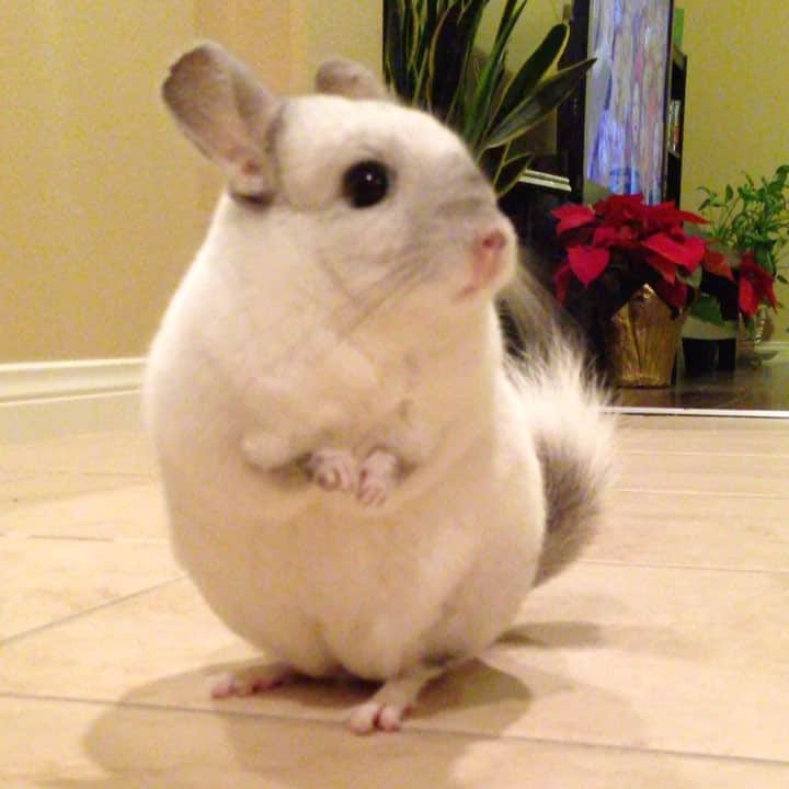 Mr. Bagelのインスタグラム：「Oldie but a goodie! Rappin' Bagel #MrBagel #chinchilla #tbt」