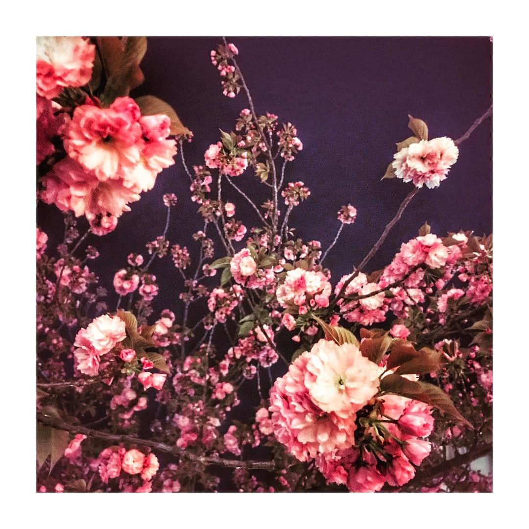 真崎麻衣のインスタグラム：「🌸🌸🌸 🌸  #桜 #cherryblossom  #pink  #japan #写真うまくなりたい」