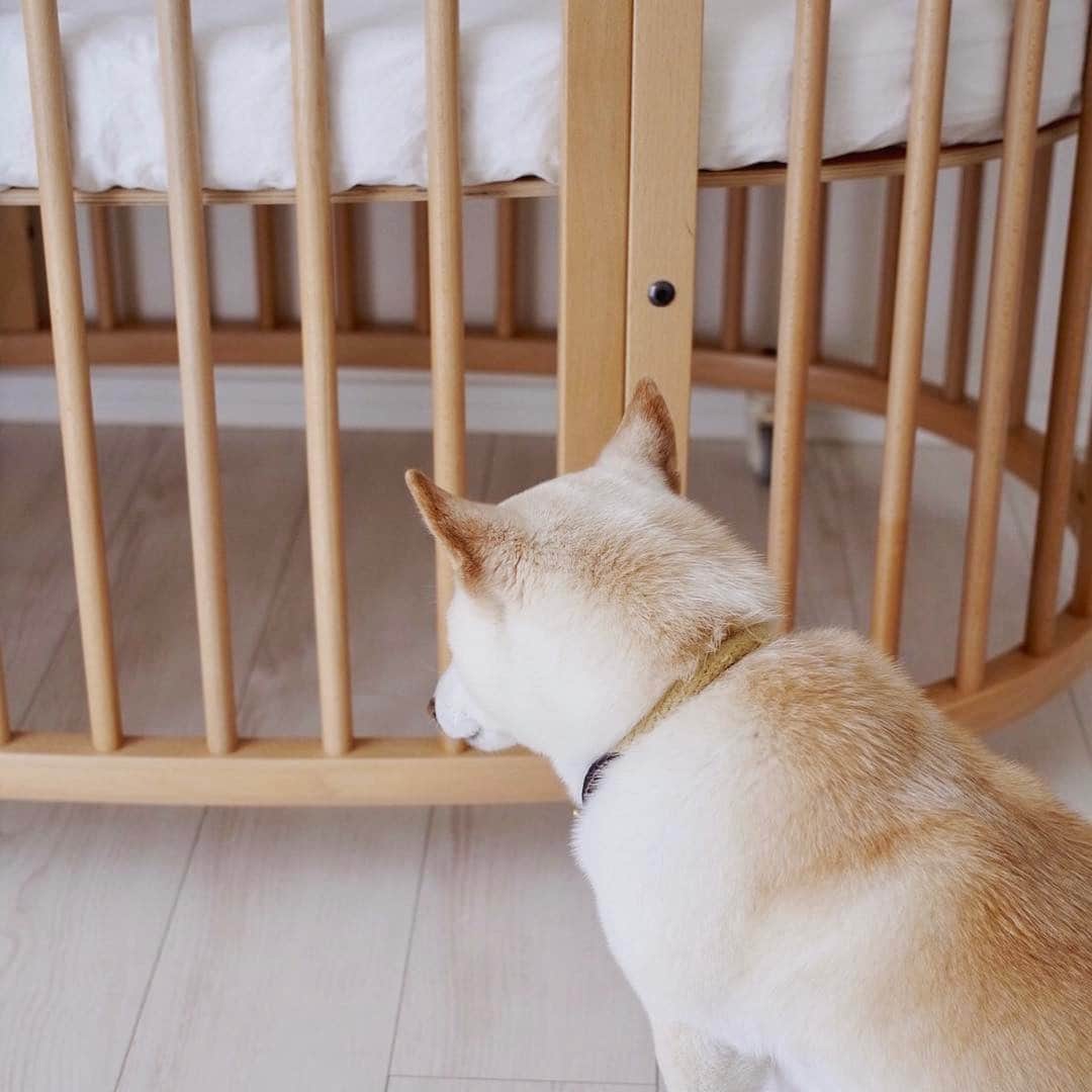のインスタグラム：「これから産まれてくる赤ちゃんに気づいてるさくら。 かまってもらえなくなるじゃないかと思って凹んでます。 しょぼん…😓 #sakupote #さくぽて #さくら #ぽてこ #sakura #poteko #柴犬 #しばいぬ #shiba #inu #shibainu #犬 #dog #豆柴 #love #happy #cute」