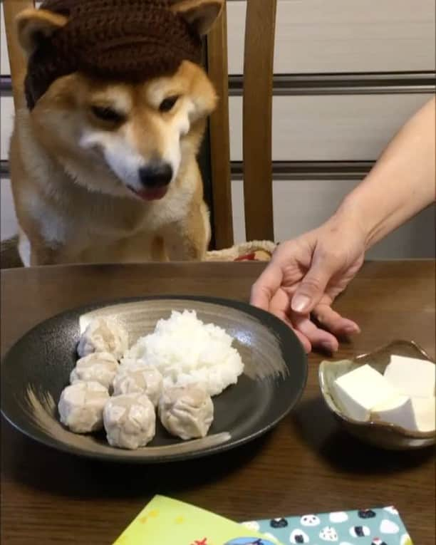 shibainu berryのインスタグラム