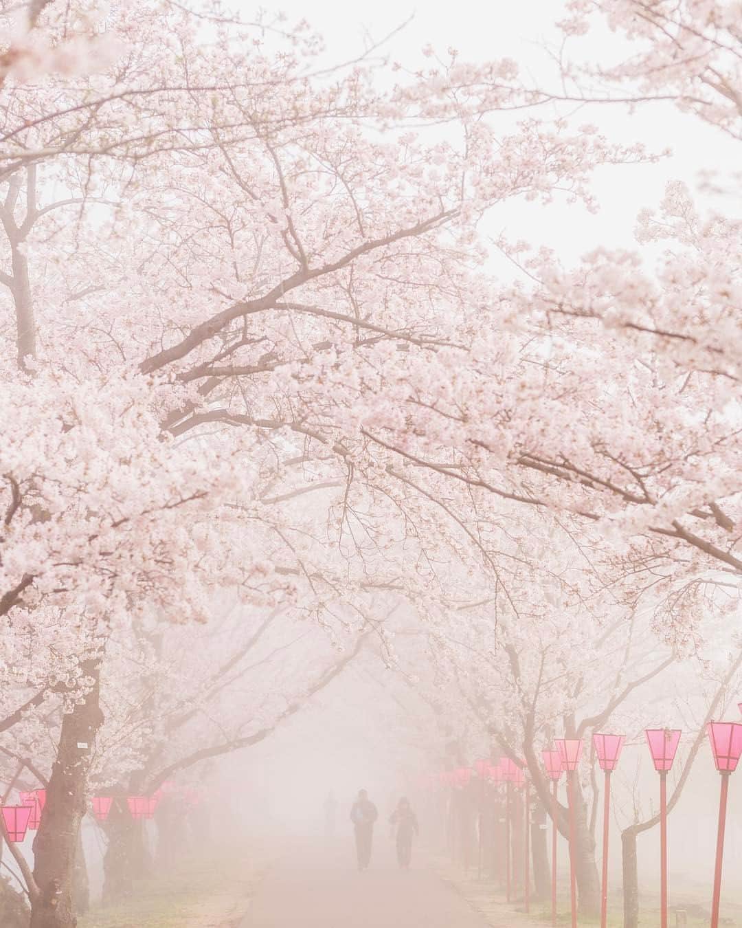 オムのインスタグラム：「* * Sakura haze. -春霞む朝- * * * おはようございます。 珍しく朝ポスト。 朝ごはんは、車の中でコンビニのアイスコーヒーとパンケーキ？ホットケーキ？。あれが今好きでひと月くらいは飽きずに毎日続けれそうです。 好きなものは、飽きるまで食べる派って事を伝えたい朝でした。 ※ ※ #awesome_earthpix #awesomeearth #allnatureshots #artofvisuals #amazingtrips #allshots_ #beautifuldestinations #bevisuallyinspired #beauty_of__nature_ #best_photogram #bestoftheday #big_shotz  #exklusive_shot #epic_captures #explorejapan  #global_highlights #global_hotshotz #hueart_life #hot_shotz #instanaturefriends_ #instagramersgallery #instagoodnextvip #ig_photooftheday #instagramjapan #infinity_shotz #peoplescreatives  #theIMAGED #team_jp_flower」