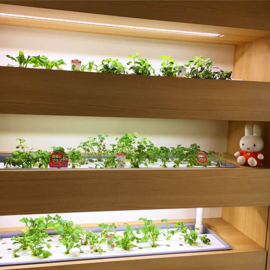 ミサワホーム桑名展示場のインスタグラム：「桑名展示場の水耕栽培🌱 春になったのでリニューアルしました✨ ハーブ🌿パセリ🌿クレソン🌿ルッコラ🌿など たくさんの種類をお水で育てています😄 収穫が楽しみですね✊️✊️🎶 #ミサワホーム#桑名#展示場#水耕栽培 #ハーブ#パセリ#クレソン#ルッコラ#レモンバーム #春#オシャレ#インテリア#リニューアル」