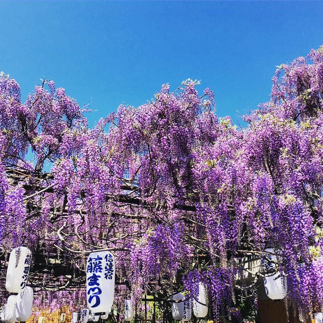 丸山穂高さんのインスタグラム写真 - (丸山穂高Instagram)「週末は地元をまわっています。青い空シリーズ@熊野街道信達宿藤まつり。青い空と藤の花の組み合わせがなんとも言えない美しさ。泉南市の藤まつりは本日までです。 #藤まつり #泉南市 #青い空」4月23日 13時47分 - hodakamaruyama