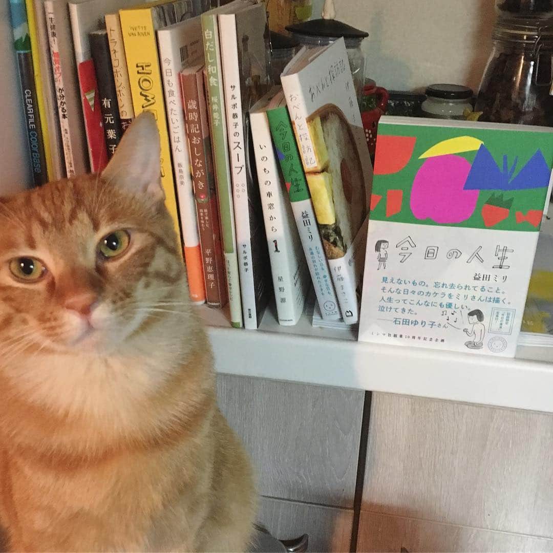 石田ゆり子さんのインスタグラム写真 - (石田ゆり子Instagram)「えーと おかーさんが、また「おび」を 書きましたね。 「今日の人生」。 益田ミリさんのごほんですね。  じんせいの「きび」。 それは… ぼくにとっては ささみのふんいきに 他ならないわけです。  #ハニオ日記  #ハニオ図書館 #益田ミリ」4月24日 19時42分 - yuriyuri1003
