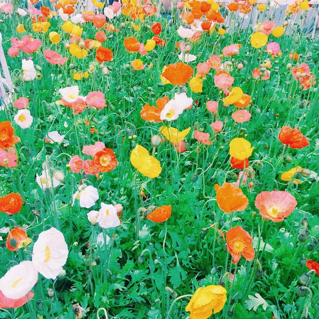 吉木千沙都（ちぃぽぽ）さんのインスタグラム写真 - (吉木千沙都（ちぃぽぽ）Instagram)「春だ、ね🌷🌷🌷」4月25日 22時14分 - popochan318