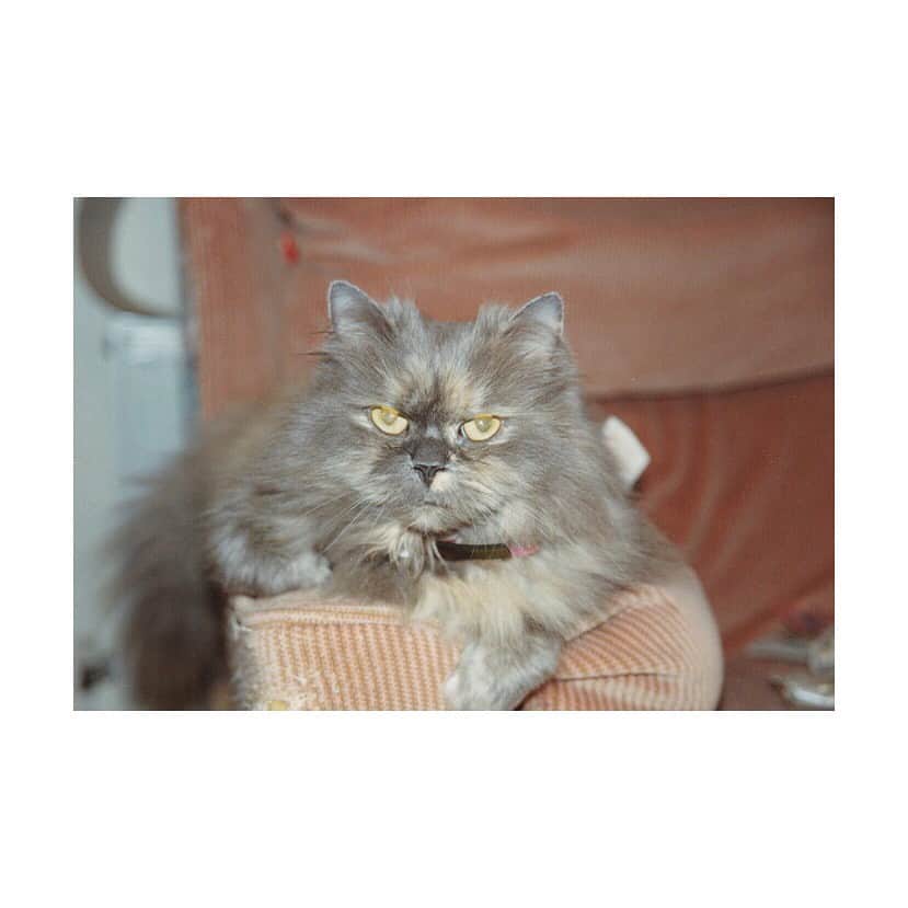 桜めいさんのインスタグラム写真 - (桜めいInstagram)「🐱🐱 昔飼ってたおばあちゃんネコ #顔がギャング #そして私の抱き方と表情 #cat #oldcat #猫 #🐱 #チビめい #動物飼いたいなぁ」4月25日 15時29分 - mei_0406