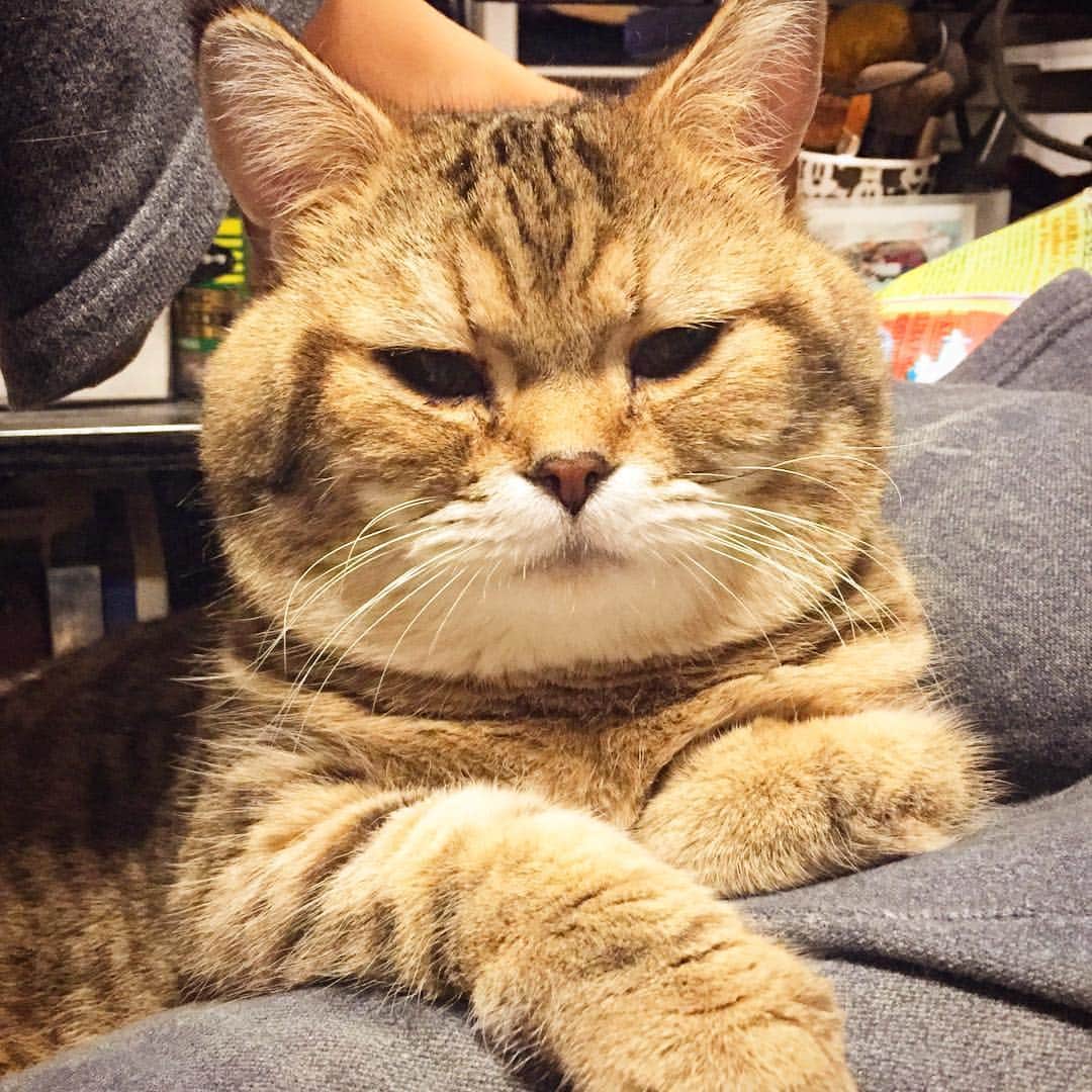 矢部あやのインスタグラム：「ふてぶてしいカヲルくん ・ #ふわもこ部 #ふわもこ猫部 #ねこすたぐらむ #アメショ #アメリカンショートへア #にゃんこ #猫様」