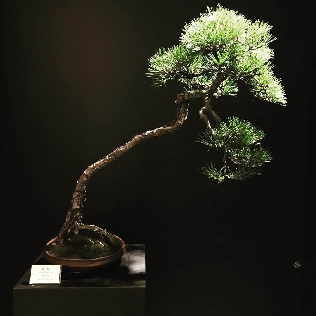 Gallery Guide Tokyoのインスタグラム：「He is 60 years old.  #ginzasix #盆栽  #bonsai #galleryguidetokyo #ggt #tokyo #japan #日本 #東京 #アート #art #芸術 #絵 #artist #gallery #love #beautiful #happy #beauty #instalike #instagood #artday」