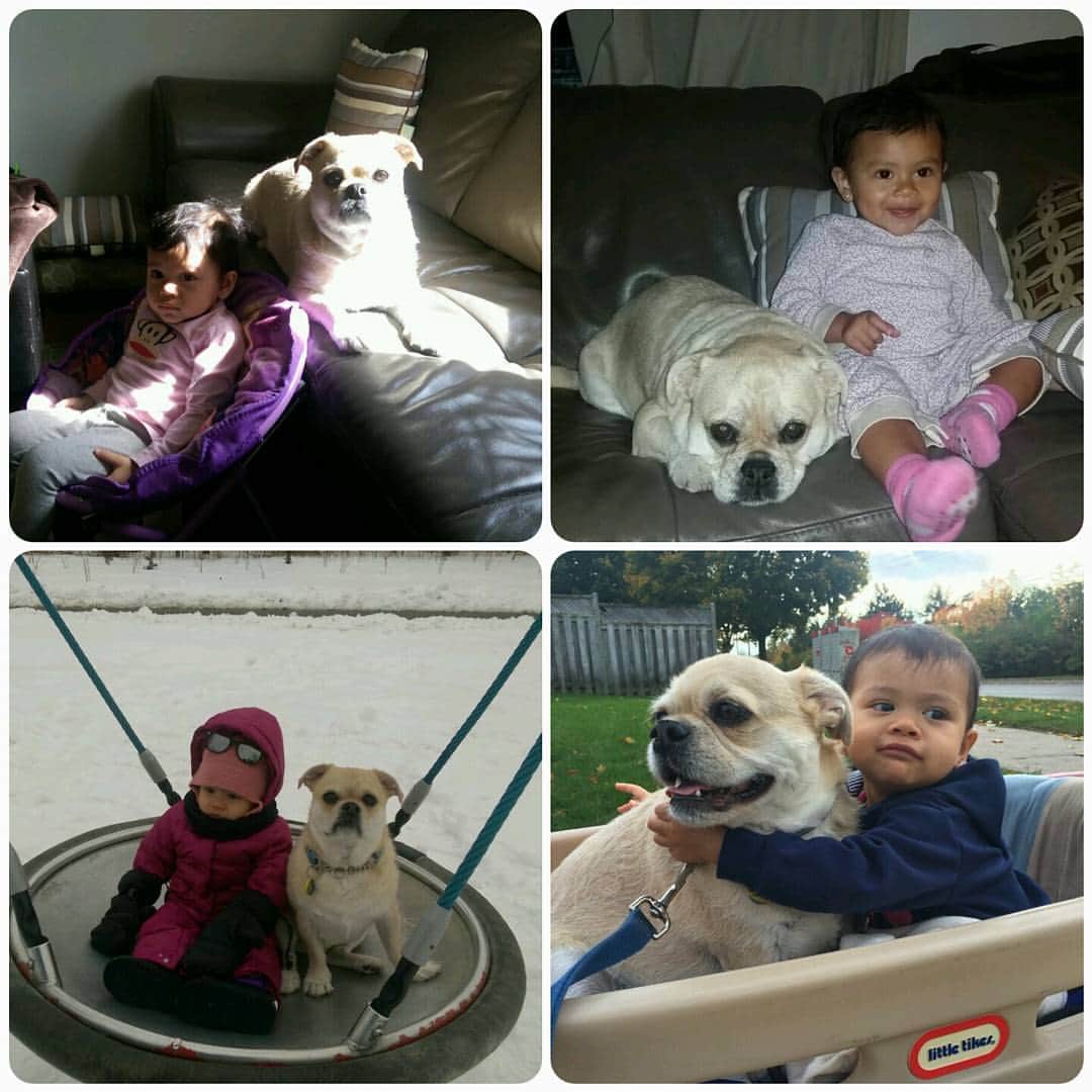 のインスタグラム：「Happy #nationalkidsandpetsday #pug #puglife #pugstagram #dailypug #keelyafternoontea #beoncanadianpugs #pugbasement #flatnosedogsociety #nofilter #pugtzu #pugtzucrew #pugtzusofinstagram #pugtzus #woofpackbros #rescue #adoptdontshop #buzzfeedanimals #dogsofinstagram #dogs #dog #puppy #cute #pugsofinstagram #pugs」
