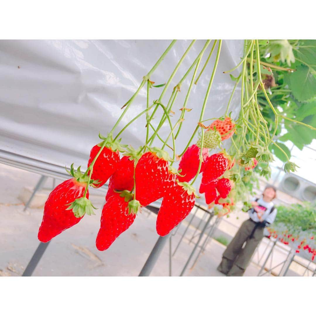 竹内舞のインスタグラム：「その先にミキがいた #lol #🤣 #🍓」