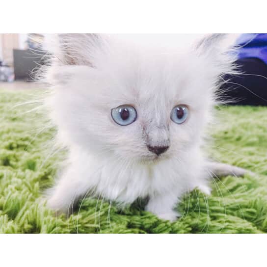 大政絢さんのインスタグラム写真 - (大政絢Instagram)「猫ちゃんに釘付け🐈 今日のどうぶつピース✌️も可愛さてんこ盛りです！  #どうぶつピース#cat」5月12日 17時43分 - aya_omasa_official