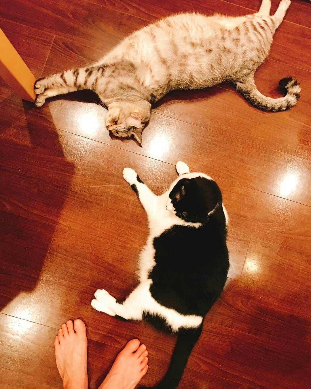 室伏由佳さんのインスタグラム写真 - (室伏由佳Instagram)「にゃんころころ🐈⭐️🐈 #オレオ #バニラ #おやすみなさい」5月12日 22時14分 - yukamurofushi_attainment