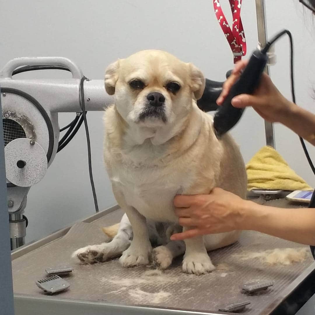 LuigiThePugTzuのインスタグラム：「Getting a fresh fade today. Gotta look good for the ladies this summer. #pug #puglife #pugstagram #dailypug #keelyafternoontea #beoncanadianpugs #pugbasement #flatnosedogsociety #nofilter #pugtzu #pugtzucrew #pugtzusofinstagram #pugtzus #woofpackbros #rescue #adoptdontshop #buzzfeedanimals #dogsofinstagram #dogs #dog #puppy #cute #pugsofinstagram #pugs」