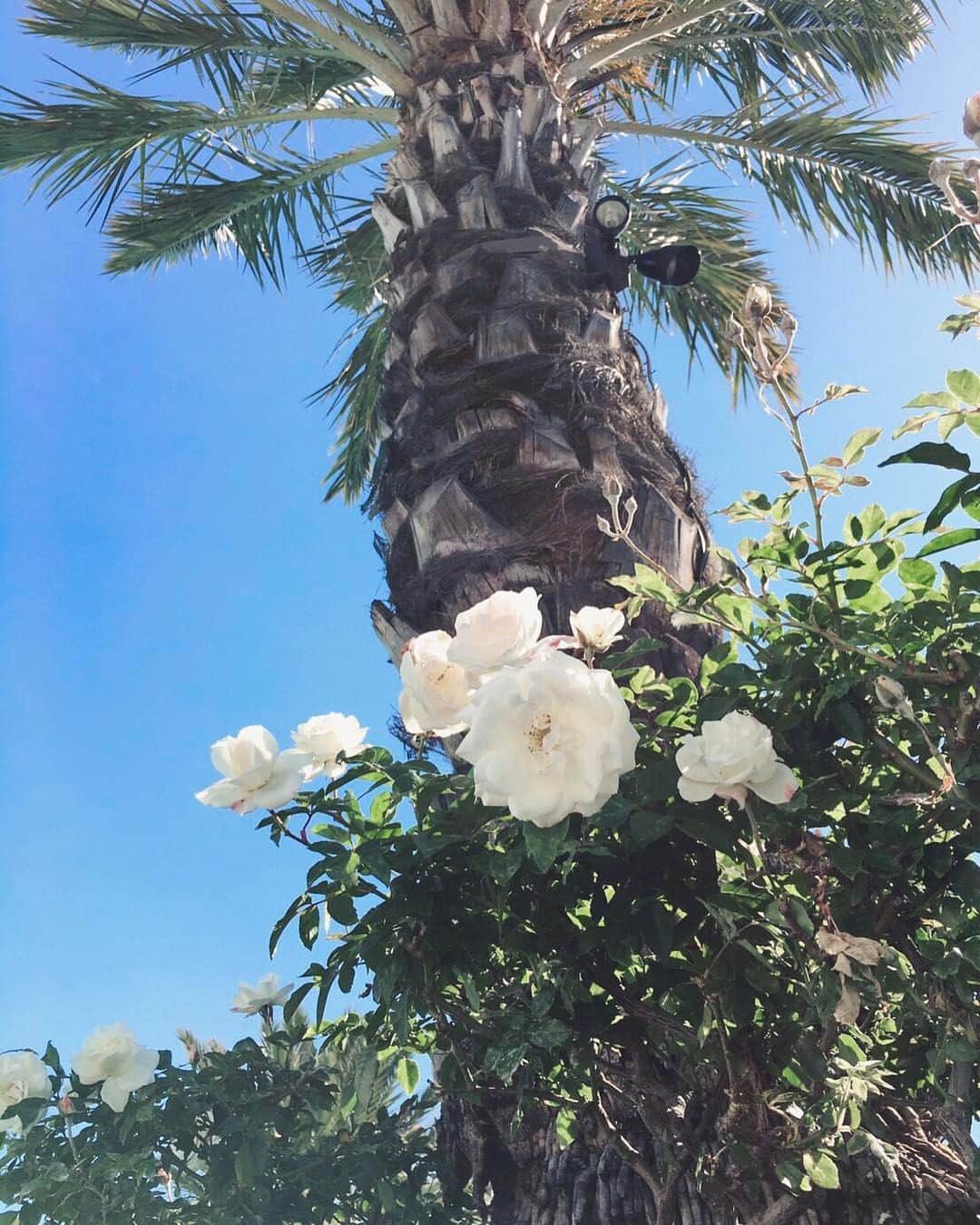 小嶋陽菜さんのインスタグラム写真 - (小嶋陽菜Instagram)「🌴 #palmsprings  #california」4月29日 15時26分 - nyanchan22