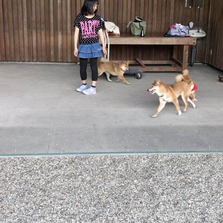 豆柴 サニーちゃんのグルメインスタ