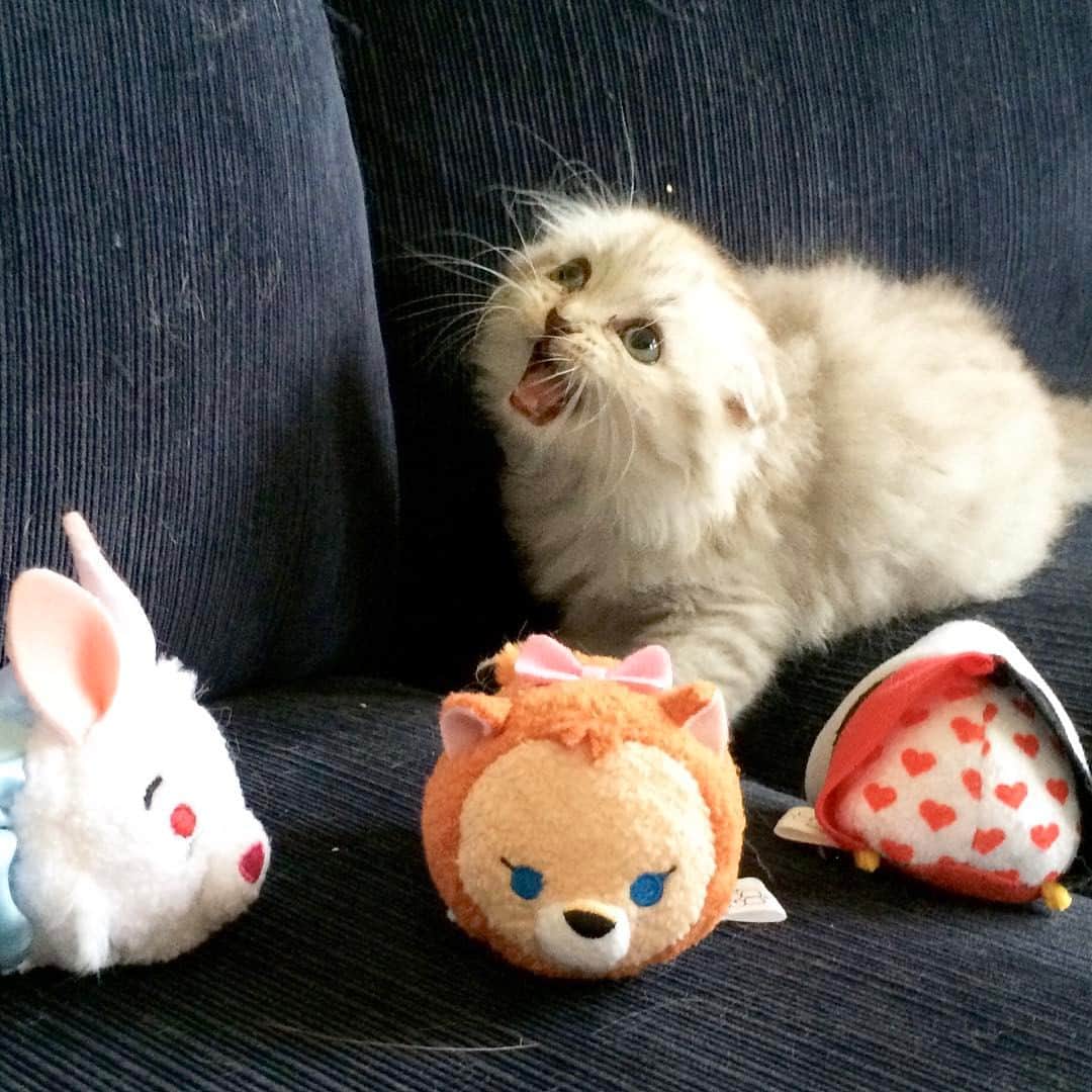 Haruのインスタグラム：「Angry kitten 😾#ลูกแมวหัวร้อน #tb」