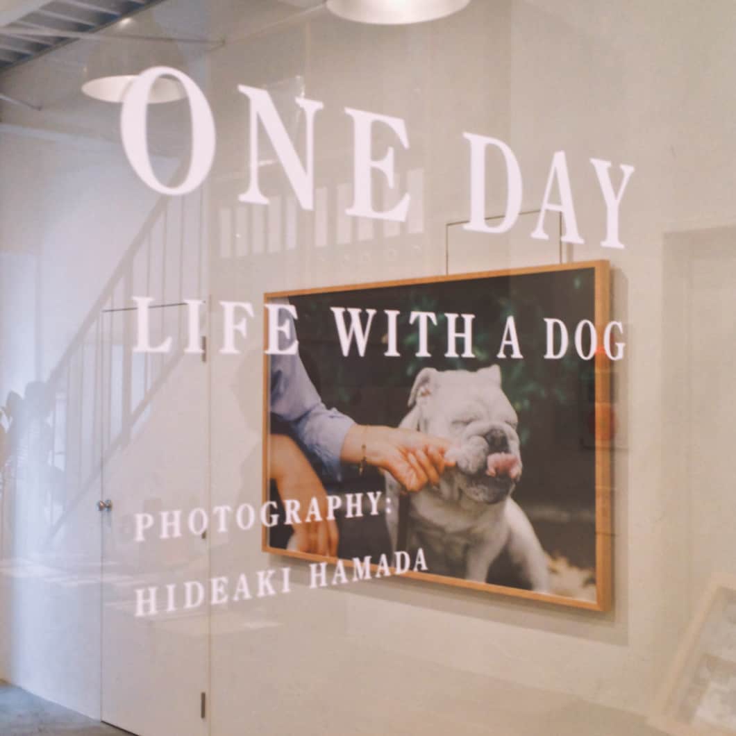 濱田英明さんのインスタグラム写真 - (濱田英明Instagram)「Exhibition "ONE DAY" in Tokyo #onedaylifewithadog #犬と暮らすということ #保護犬 --- 濱田英明写真展「ONE DAY – LIFE WITH A DOG – 」 期間：2017.4.22 Sat – 5.14 Sun  時間：12:00 – 19:00 ※水曜定休（5/3は営業） 場所：@BOOKANDSONS 入場：無料（抱っこできる大きさの愛犬であれば同伴可）」4月30日 17時24分 - hamadahideaki