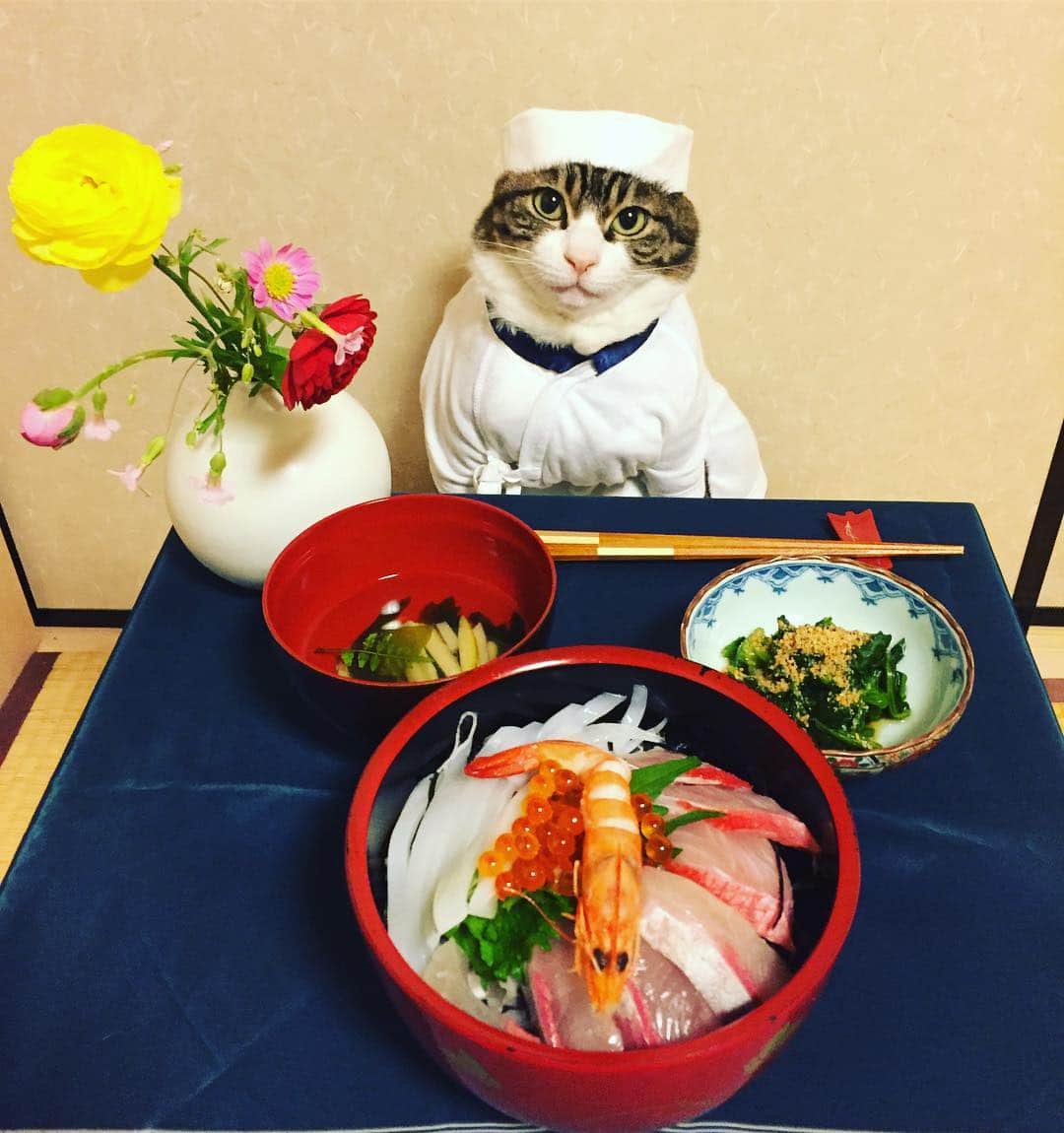マロさんのインスタグラム写真 - (マロInstagram)「海鮮丼(bowl of rice topped with sashimi)🦐 #cat#cats#catstagram#catsofinstagram  #instacat_meows#instacat_models#food #japanesefood#sashimi#chef#bestmeow  #ねこ#ニャンスタグラム#にゃんこ#みんねこ #picneko#ペコねこ部#猫#板前#海鮮丼 #若竹汁#ほうれん草のおひたし#ラナンキュラス#mannishboys#斉藤和義#zip写真部」4月30日 21時42分 - rinne172