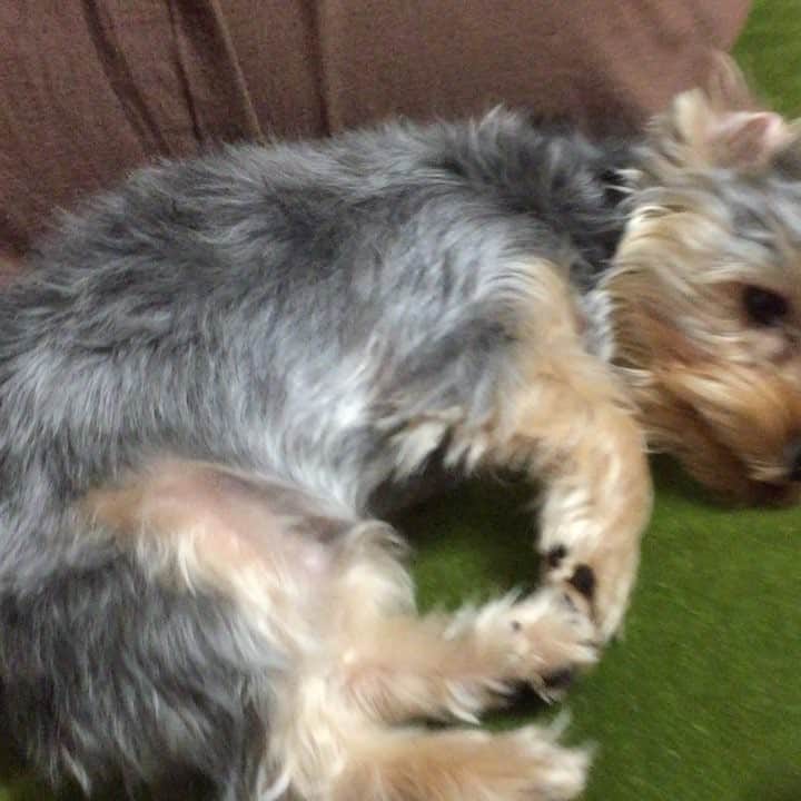 金田竜也のインスタグラム：「眠すぎる #こてん」