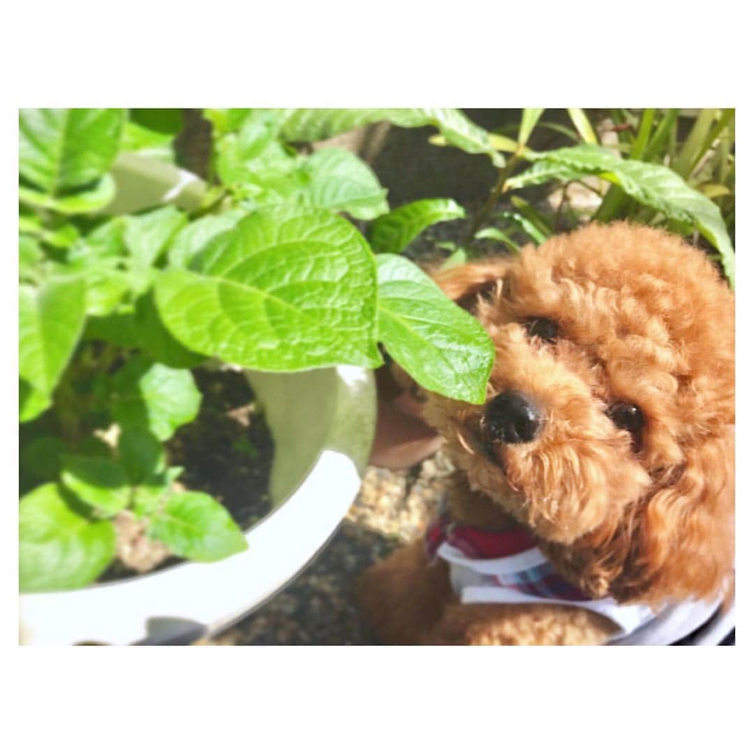 小椋寛子さんのインスタグラム写真 - (小椋寛子Instagram)「お庭で📷🐶☺💓 #愛犬 #toypoodle #チョコ」5月1日 10時38分 - ogura_hiroko