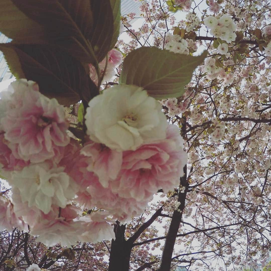 平野歩夢さんのインスタグラム写真 - (平野歩夢Instagram)「SAKURA🌸 📸@gopro #gopro」5月1日 17時07分 - ayumuhirano1129