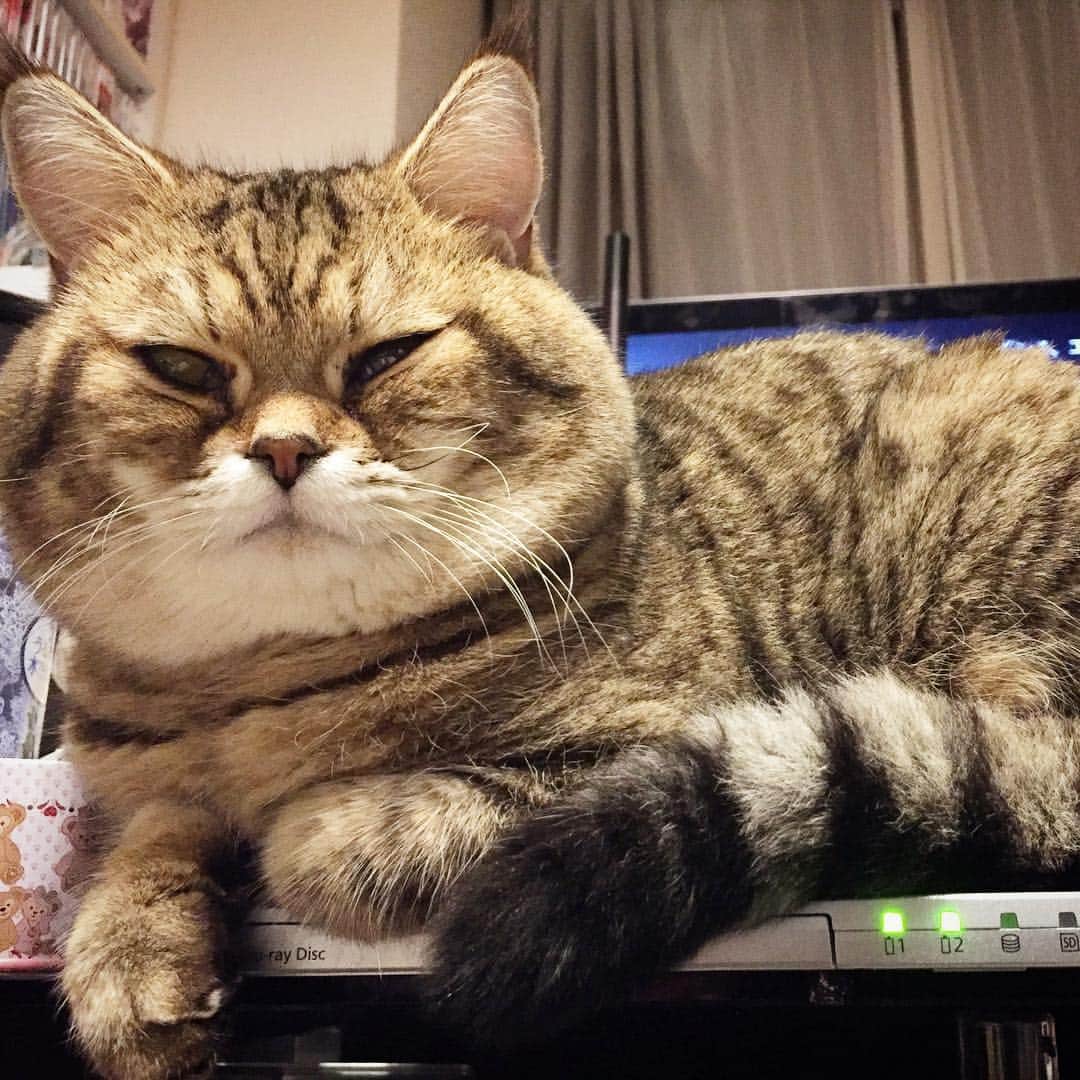 矢部あやのインスタグラム：「カヲルさん…そこは…パソコンの上です… ・ #ふわもこ部 #ふわもこ猫部 #ねこ部 #ねこ好き #ねこすたぐらむ #にゃんこ #にゃんだふるらいふ #猫様 #アメショ #アメリカンショートへア #どいてください」