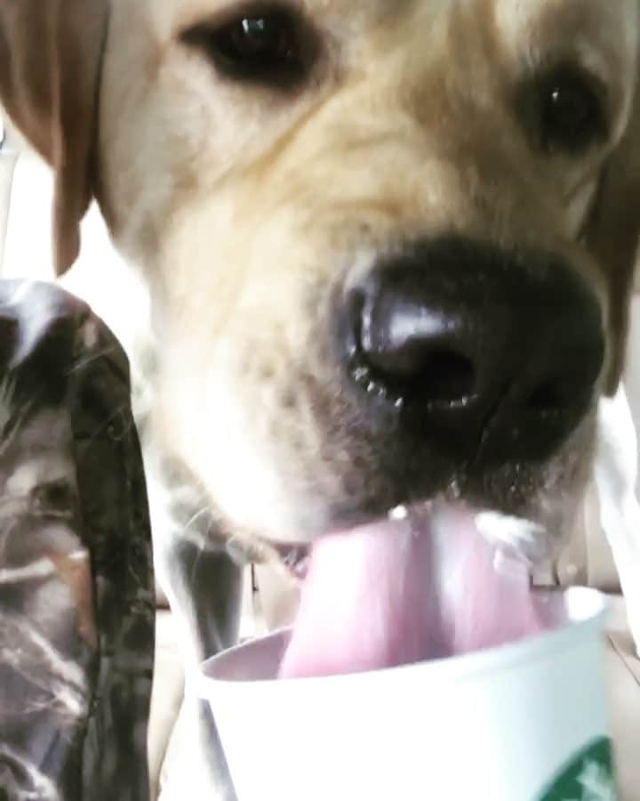 Huckのインスタグラム：「My favorite part of the day... Getting a puppucino 😋#madeamess #sorrymom #southernretrievers #labphotooftheday #retrieversgram #labsofinstagram #talesofalab #fab_labs_ #yellowlaboftheday #yellowlabsofinstagram #thelablove_feature #labrador_class #labsofinsta #yellowlabs #englishlab #dogsofinsta #clemson #starbucks #labradorretriever #worldoflabs #worldofmylab #instalab」