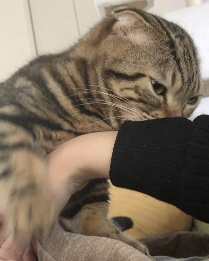 rina.のインスタグラム：「* * * １歳になったけど… * やっぱりやめられない〜💗 #猫チュッチュ 😽💋 * * #cat #cats #catstagram #catsofinstagram #catlover #adorable #munchkin #cutecat #family #猫 #ぬこ様 #ペコねこ部 #みんねこ #picneko #まん丸ねこ部 #ねこと暮らす #マンチカン #短足マンチカン #広島にゃんこ #甘えん坊 #にゃんすたぐらむ #にゃんだふるらいふ #テト #teto」