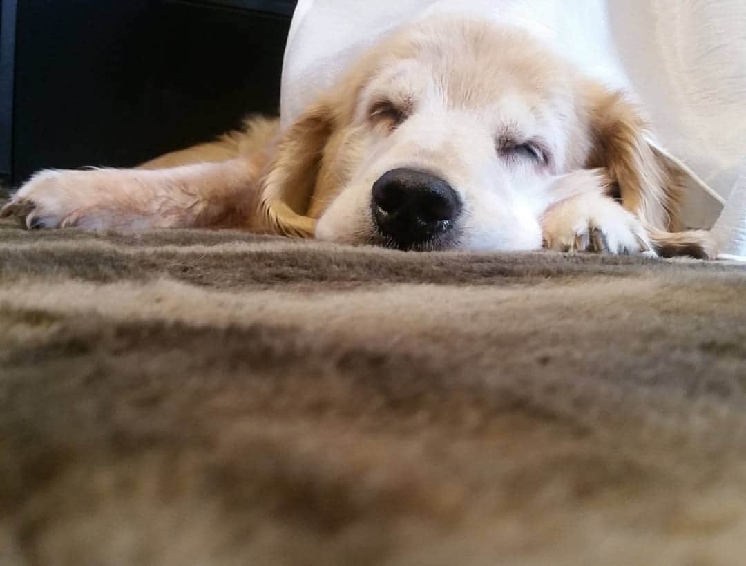村内孝志のインスタグラム：「そろそろカットやね。  #goldenretriver #dog #iloveanimals #dogstagram #instadog」
