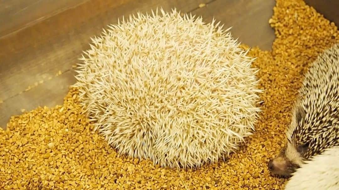 si ouxのグルメインスタ