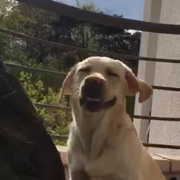 のインスタグラム：「春だね〜😌✨ 🌷✨ #原口えな #ENA #labrador #labradorretriever #ラブラドール #doglife #doglover #くしゃみ #花粉かな？ #顔くしゃくしゃ #くしゃみ後のきょとん顔かわいい♡」