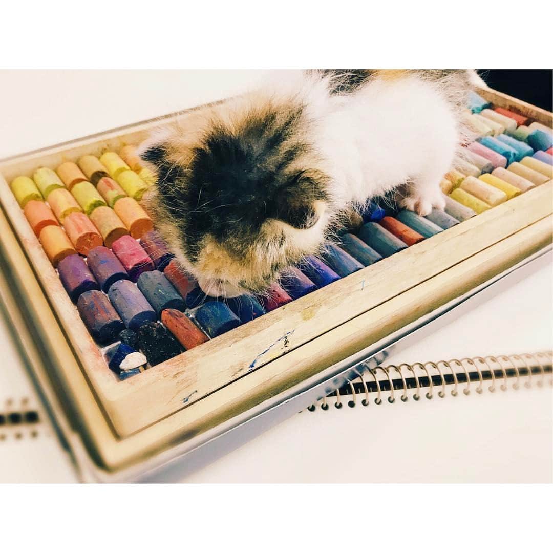 押切もえさんのインスタグラム写真 - (押切もえInstagram)「アトリエにいる猫ちゃん🐱  遊んでほしいのか、絵を描こうとすると画用紙や画材の上にトコトコと🐾  自然と絵よりも彼女の撮影に夢中になってました。 #cat #猫 #ねこ #art #baby #赤ちゃん #cute #なめてはないよ #かわいいね」5月4日 19時12分 - moe_oshikiri
