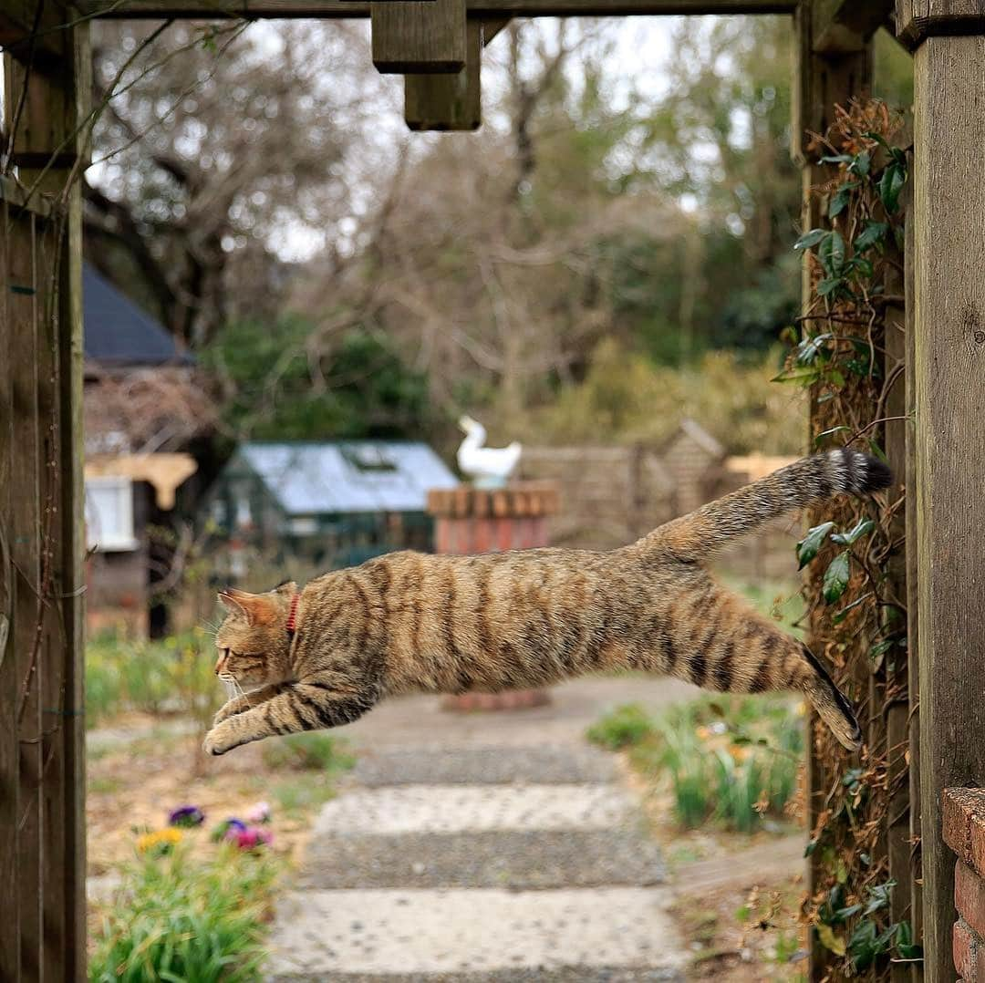 プンクマさんのインスタグラム写真 - (プンクマInstagram)「ショートカット #ニャンコ飛行隊 #猫 #ねこ #ねこ部 #ねこ休み展 #写真 #家猫プロジェクト #cat #catsagram #catstagram #catsofinstagram #cat_of_instagram #neko #photo #picture #photograph」5月5日 10時36分 - pnkm913