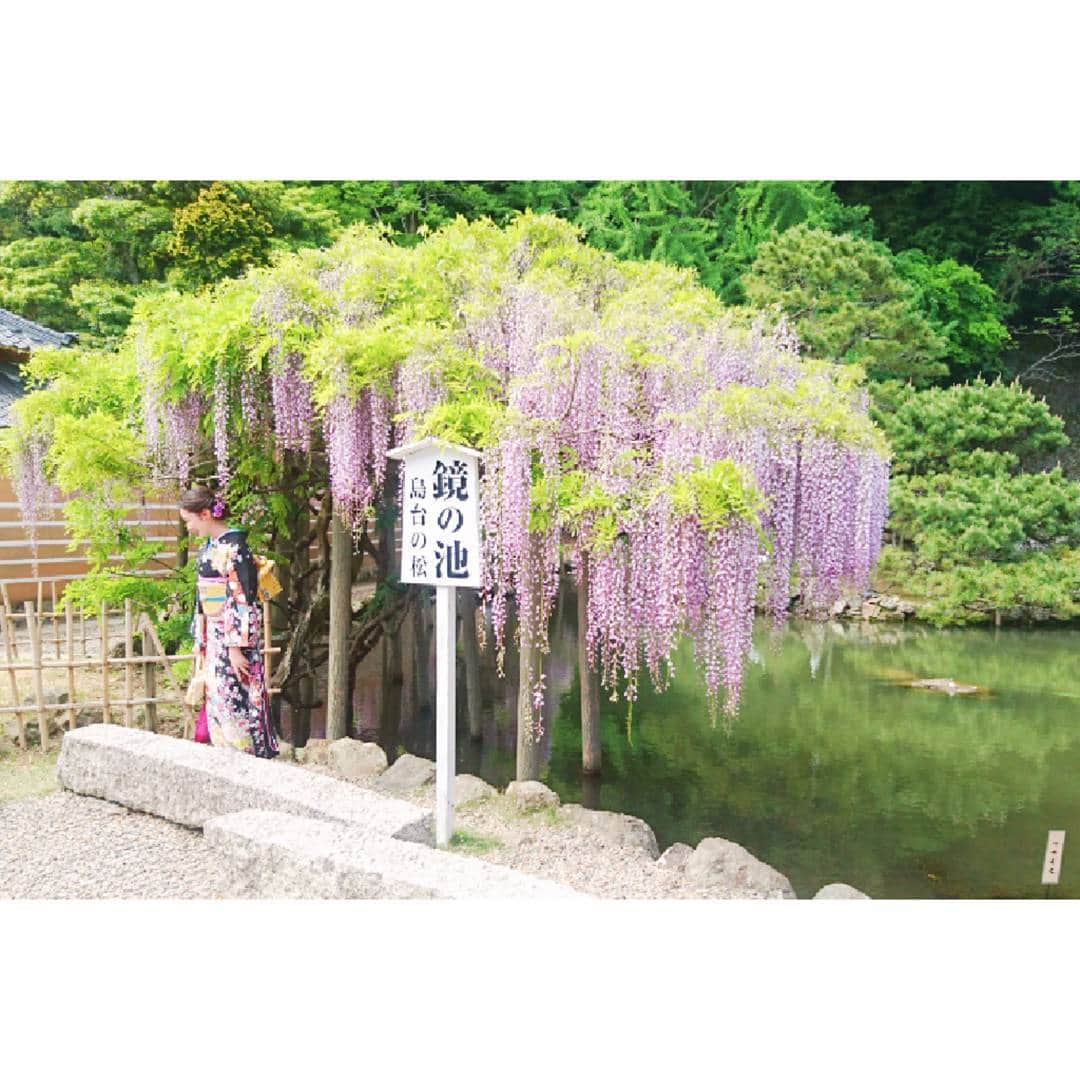 水木彩也子のインスタグラム：「💒♥ . 兄の出雲大社での結婚式が無事に終わりました✨ 末永くお幸せに♥♥♥ . . . . . #結婚式 #島根 #出雲大社 #着物 #振袖 #藤 #wedding #japan」