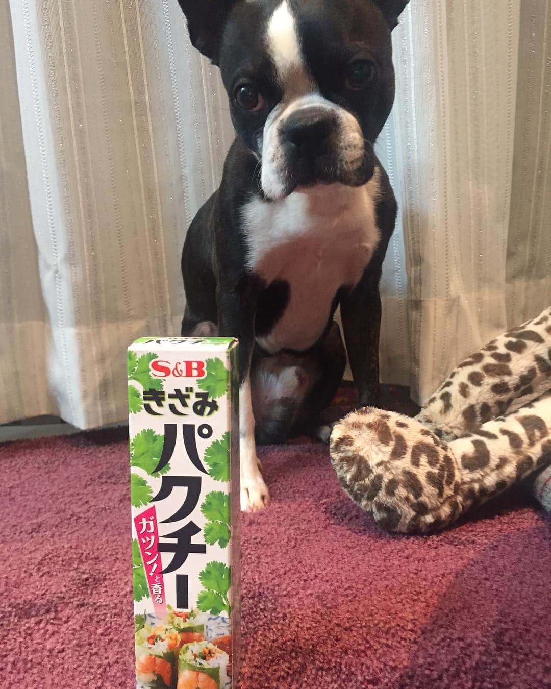 川島明のインスタグラム：「『きざみパクチー』手軽でおいしい。 そんな警戒する必要ないよ。」