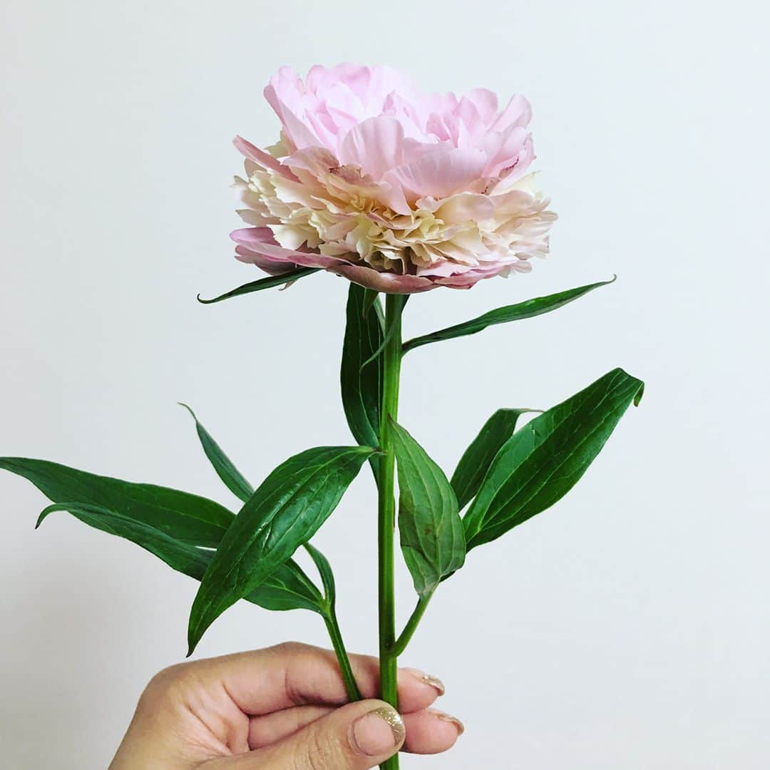 穂川果音さんのインスタグラム写真 - (穂川果音Instagram)「おはよ〜♪ ピンクの芍薬さん、無事に開花してくれました！ 嬉しい😊今日は14〜17時soliveアフタヌーン担当です♪ #flowers #solive #明日の天気 #今日の天気 #気象予報士」5月6日 10時51分 - hokawakanonn