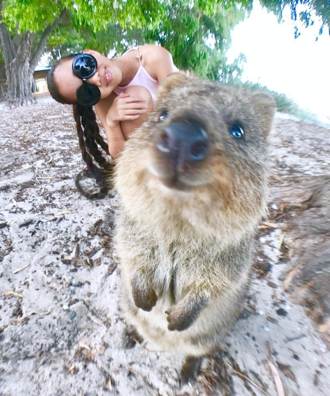 Laraさんのインスタグラム写真 - (LaraInstagram)「Rottnest is home of the happiest animal on earth 🐾 What's a cutie 🌟#quokka 🐾😍 #quokkawallaby  #wallaby #marsupials  #thehappiestanimalonearth  #Rottonest #wildanimal . . ロットネスト島の人に 世界一幸せな動物って呼ばれてる クワッカワラビー🐾 . 野生だから 島のそこら中にいて🐾 葉っぱが大好きで 🌿 ワラビーだから ぴょんぴょんはねて🐾 小さいけどちゃんとお腹にポケットがあって赤ちゃんを育てるよ-🍼😍 . #世界一幸せな動物 #クワッカワラビー #有袋類 #野生 #ロットネスト島 #お腹にポケット」5月6日 9時30分 - fa_la_lara