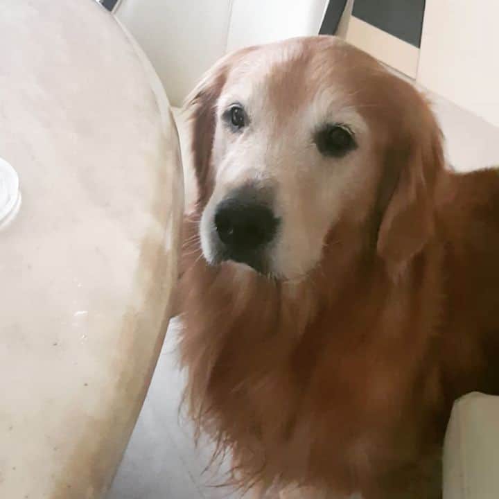 cosmothedogのインスタグラム