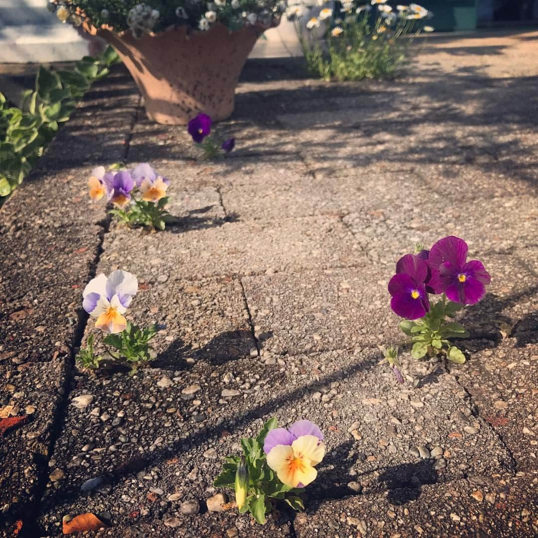 The Virgniaさんのインスタグラム写真 - (The VirgniaInstagram)「こぼれパンジー。 実家のお庭の花壇に毎年母が植えるパンジーやビオラ。 花壇から種がこぼれて、今年は玄関前のスロープのレンガの隙間から小さなパンジーがチラホラ咲いてます。 健気でなかなかかわいい😊  #TheVirgnia #thevirgniadesignersinstagram #GW #帰省 #パンジー #pansy #ビオラ #viola」5月6日 15時14分 - thevirgnia