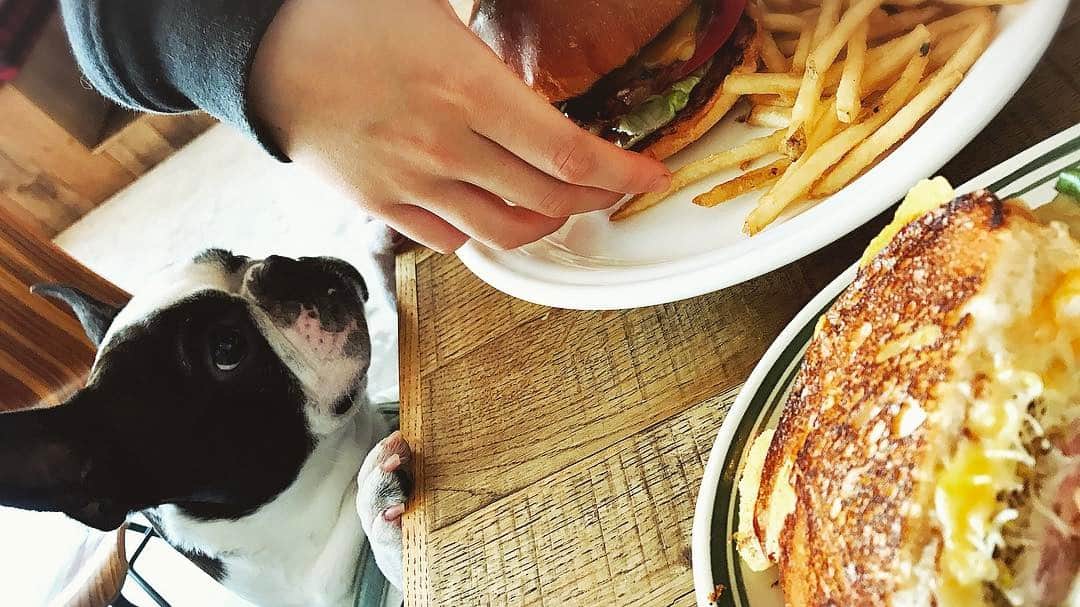 酒井麻里（Juri）さんのインスタグラム写真 - (酒井麻里（Juri）Instagram)「夜のageHaまでまったりな時間😋🍴 妹とブルと近所でランチ💛 #lagarage #愛犬 #ボストンテリア #Bostonterrier #lunchtime #hamburger #love #癒」5月6日 15時11分 - jurixoxoxo