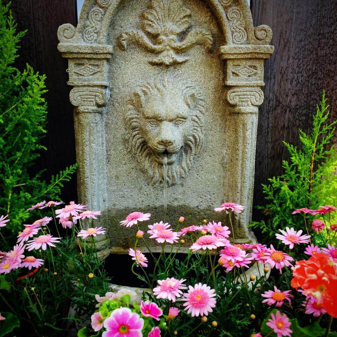 takayuki oheさんのインスタグラム写真 - (takayuki oheInstagram)「#新潟県立植物園  花に囲まれると気持ちも豊かになりますね🌺 #flowers #beautiful」5月7日 13時10分 - takayuki.ohe