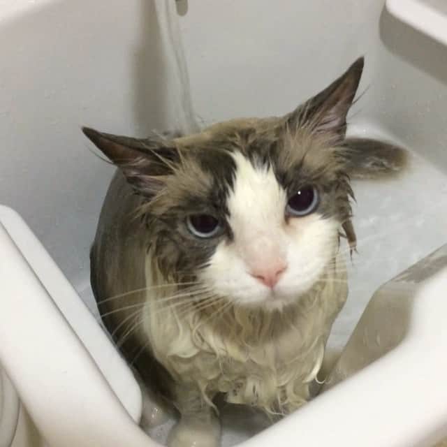 のインスタグラム：「#cat #ragdoll #ragdollcat #ネコ #猫 #ラグドール #bathtimecat #お風呂猫」