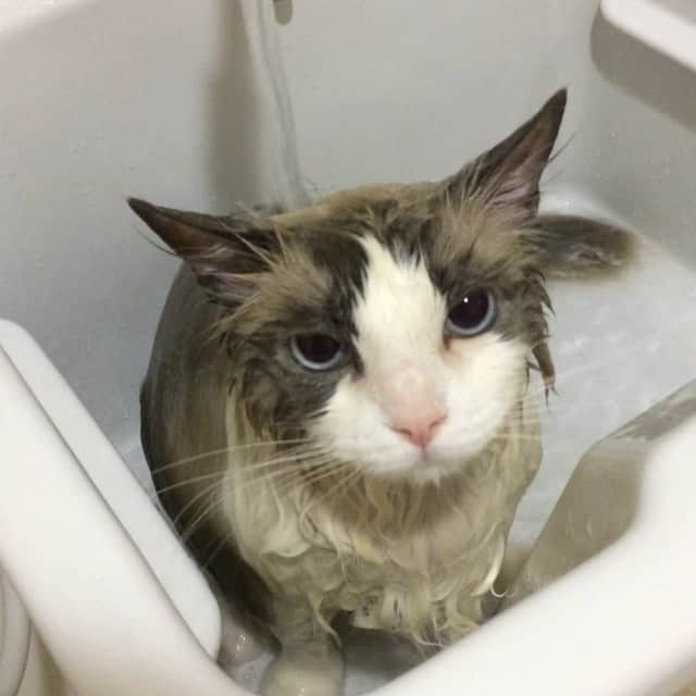 アンナのインスタグラム：「#cat #ragdoll #ragdollcat #ネコ #猫 #ラグドール #bathtimecat #お風呂猫」