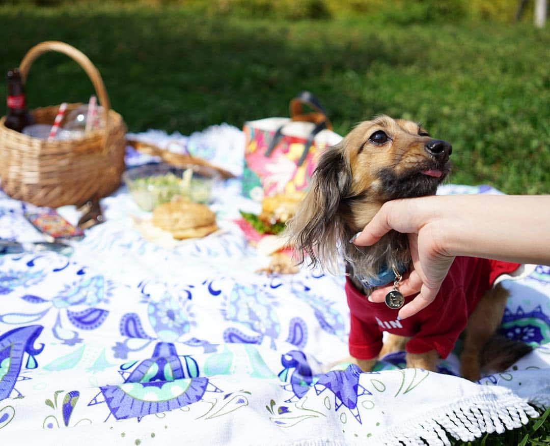 藤川沙弥のインスタグラム：「GW最終日はまたまたpicnic🌿🍹 いいお天気でRINも嬉しそう🐶💖 . . #picnic#chill#chillout#chilling#sunny#happy#love#dog#friends#bff#osaka#ピクニック#大阪#中之島#カニンヘンダックス#ansayagram」